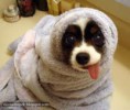 /album/fenykepgaleria/vicces1-jpg/